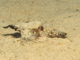 Eurypegasus draconis